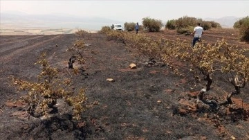 Gaziantep'te çıkan anız yangınında asmalar ve zeytin ağaçları zarar gördü