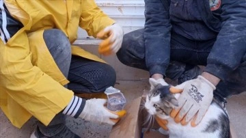 Gaziantep'te enkazdan 54 saat sonra kurtarılan kedi veterinere götürüldü