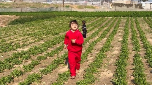 Gazze'de Sarı Hat yakınındaki Filistinli &ccedil;ift&ccedil;iler, saldırı tehlikesine rağmen tarım yapıyor