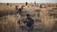 Gazzeli Neccar, yarım vücutla ekin biçiyor