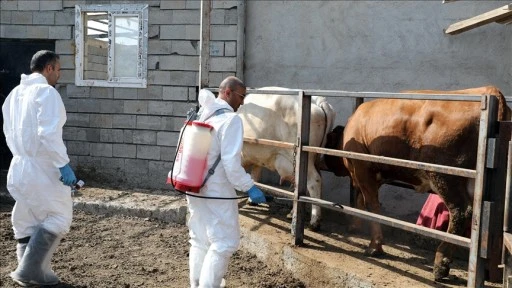 Iğdır'da şap hastalığıyla yapılan etkin mücadele üreticiyi mutlu etti