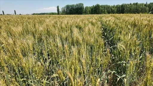 Iğdır'da yerli ve milli buğday çeşidi 'Taner', çiftçilerin yüzünü güldürdü