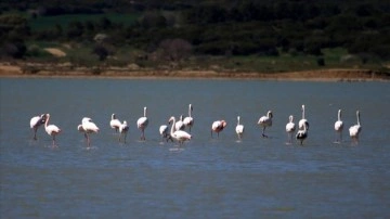 Gelibolu Yarımadası'na göçmen flamingolar bu yıl da geldi