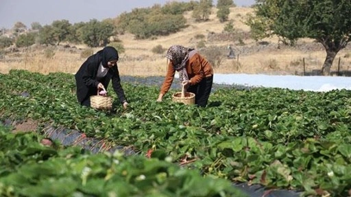Gelin görümce Erciyes eteklerindeki atıl ata topraklarını çilek bahçesine dönüştürdü