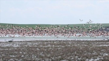 Gelingüllü Barajı flamingoların yaşam alanı oldu