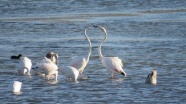 Genç flamingolar 'büyük göçe' hazırlanıyor