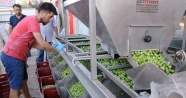 Genç girişimci atanamayınca zeytin kırma tesisi kurdu