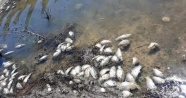 Girdev Gölü'nde binlerce balık telef oldu