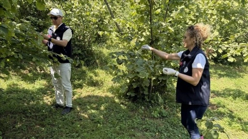 Giresun'da kahverengi kokarcayla mücadele için 55 bini aşkın samuray arısı doğaya salındı