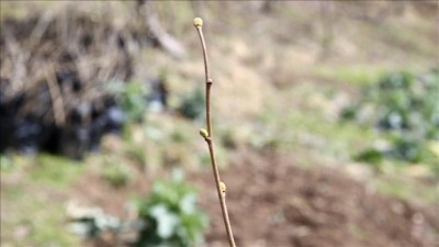 Giresun'da k&ouml;y kooperatifinde sertifikalı 3 bin fındık fidanı &uuml;retildi