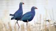 Göç etmeyen kuşlar Ağrı Dağı Milli Parkı'na renk katıyor