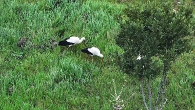 G&ouml;&ccedil; yolundaki leylekler İstanbul'da millet bah&ccedil;esinde mola verdi