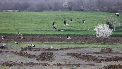 G&ouml;&ccedil; yolundaki leylekler Kırklareli'nde mola verdi