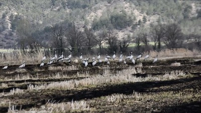 G&ouml;&ccedil; yolundaki turnalar Sinop&rsquo;taki Cuma Ovası'nda g&ouml;r&uuml;nt&uuml;lendi