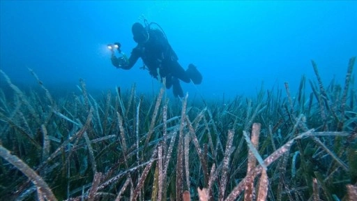 Göcek'te ekilen 10 bin deniz çayırının yüzde 70'i hayatta kaldı