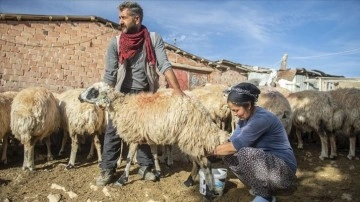 Göçer kadınlar devlet desteğiyle koyun sayısını artırdı