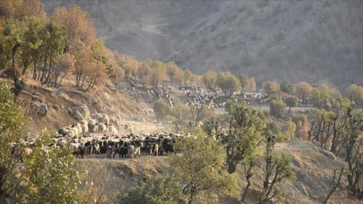 Göçerlerin yaylalardan kışlaklara yolculuğu sürüyor