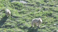 Göçmen boz ayılar Şavşat'ta beslenip Sarıkamış'ta uyuyor