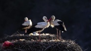 Göçmen kuşların tehlikeli düşmanı: Çevre kirliliği