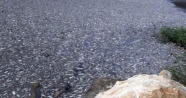 Gökçesu Deresi’nde toplu balık ölümü