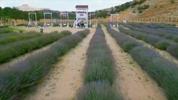 Gökçeyurt Vadisi'ndeki lavanta bahçesi fotoğraf tutkunlarının yeni gözdesi