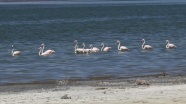 Göller Yöresi'nin kuşları foto safariyle görüntülendi