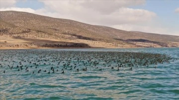 Göller Yöresi'nde 2022 yılı sayımında en çok 'sakarmeke' görüldü