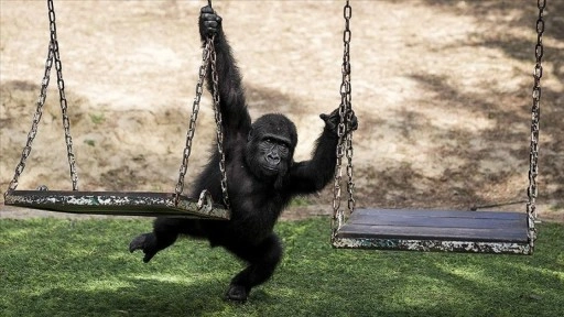 Goril yavrusu 'Zeytin' Nijerya'ya gitmek için hazırlanıyor
