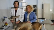 Gözleri görmeyen geyik yavrusuna katarakt ameliyatı