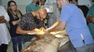 Gözleri görmeyen geyik yavrusuna katarakt ameliyatı yapıldı