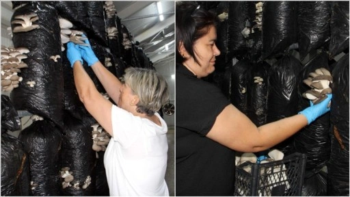 Güçlerini birleştiren 16 kadın, kurdukları tesiste mantar üretimine başladı