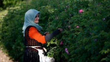 Gül bahçelerinin narin çiçekleri kadın eliyle ekonomiye kazandırılıyor