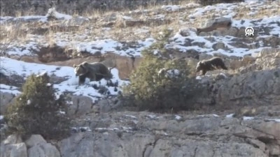 G&uuml;m&uuml;şhane'de karlı arazide yiyecek arayan anne ayı ve yavrusu g&ouml;r&uuml;nt&uuml;lendi