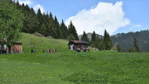 Gümüşhane yaylaları doğaseverleri ağırlamaya başladı