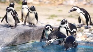 Güney Afrika&#039;da nesli tükenme tehlikesindeki 63 penguen arı saldırısında telef oldu