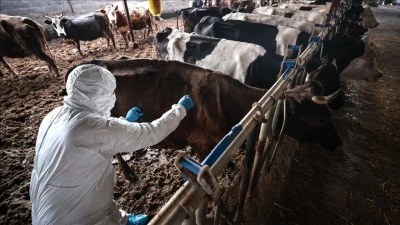 G&uuml;ney Afrika'da şap salgını nedeniyle "ulusal afet hali" ilan edildi