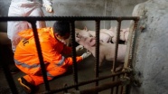 Güney Kore'de Afrika domuz vebası salgını yayılıyor
