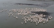 Güneye göç eden ak pelikanlar böyle görüntülendi