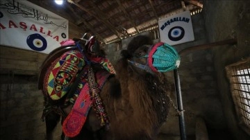 Güreş sahalarının yenilmez devesi "Arslanbey"e özel bakım ve beslenme programı