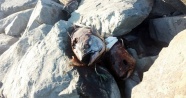 Gürpınar sahilinde kilolarca ağırlığında beş orkinos balığı bulundu