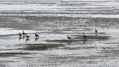 Hafik G&ouml;l&uuml; kenarında turna ve yaban kazlarının karda yiyecek arayışı g&ouml;r&uuml;nt&uuml;lendi