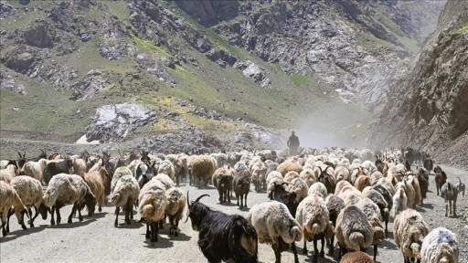 Hakkari yaylalarında otlatılan sürüler sağım için zorlu yolları aşıyor