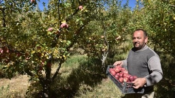 Hakkari'de devlet desteğiyle oluşturulan bahçeler elma üretimini artırdı