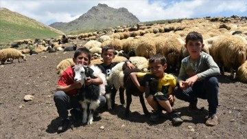 Hakkari'de hayvancılıkla uğraşan aileler 2 bin 800 rakımlı yaylada bayramlaştı