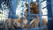 Halep Hayvanat Bahçesi&#039;nden getirilen hayvanların tedavisine başlandı