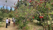 Halka açık üniversite çiftliğindeki meyveleri ziyaretçiler hasat ediyor