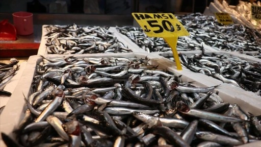 Hamsi bolluğu Trabzon'daki balıkçı tezgahlarında fiyatlara yansıdı