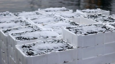 Hamsi yılın ilk yarısında 20 &uuml;lkede alıcı buldu