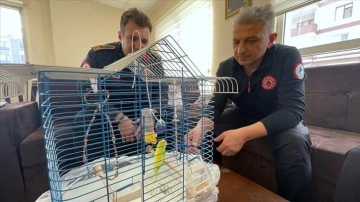 Hasarlı binadan kurtarılan muhabbet kuşu Düzce itfaiyesine emanet