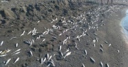 Hatay'da binlerce ölü balık sahile vurdu